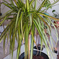 Dracaena -Kiwi Dragon 🪴