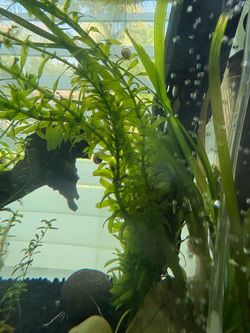 Water plants
