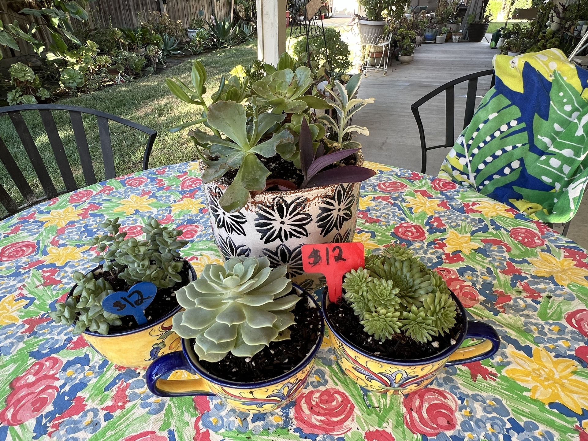 Many Beautifully Potted Succulents