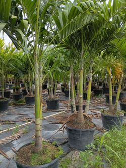 Christmas Palm instant privacy hedge for fence