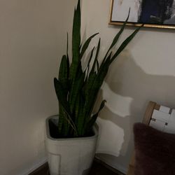 Pottery Vase With Live Plant