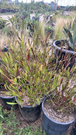 Purple hopseed bush( Dodonaea viscosa