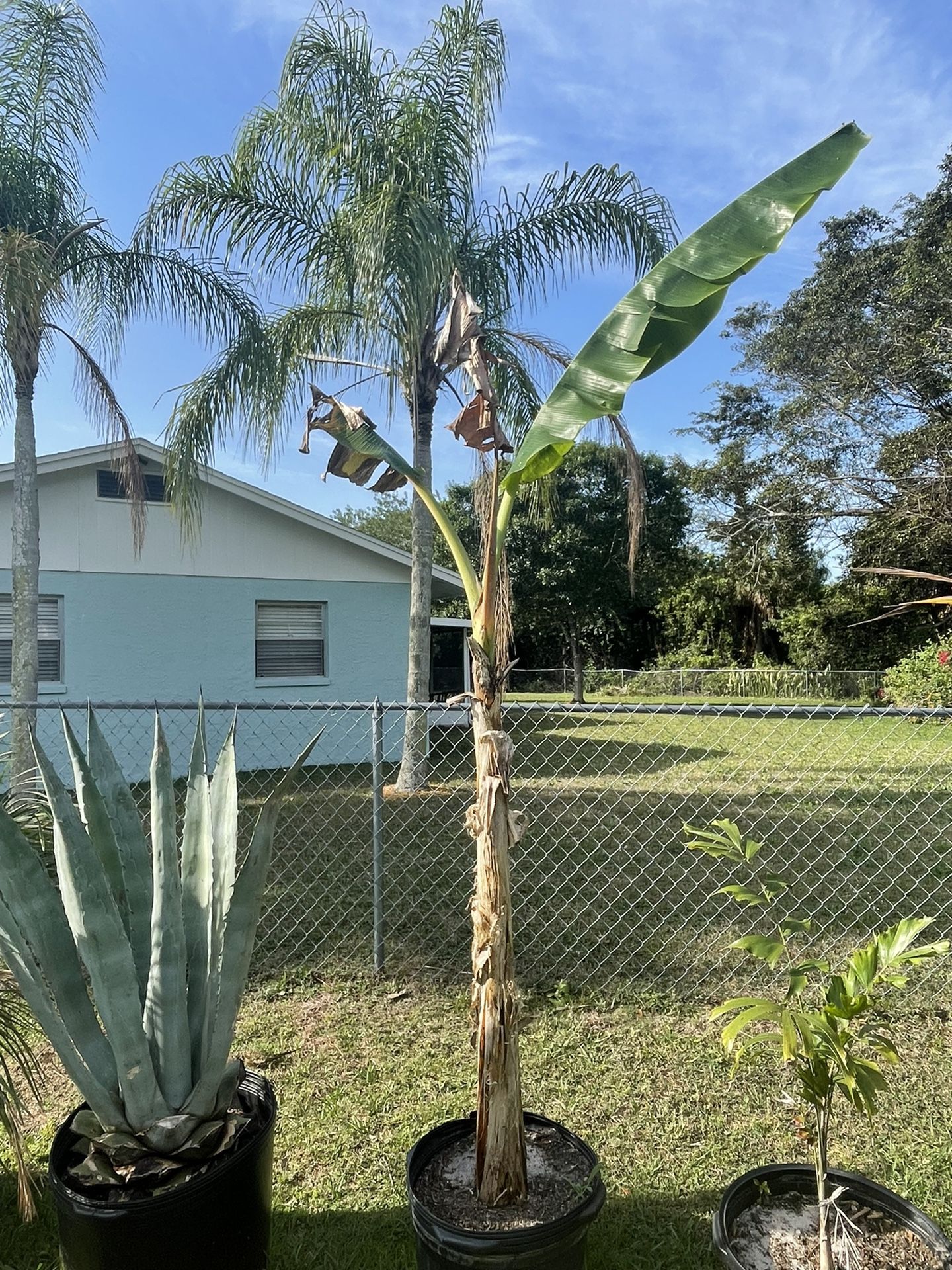 Banana Tree