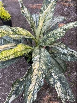 Variegated peace lily sensation