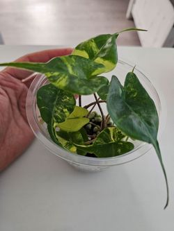 Alocasia Stingray Aurea
