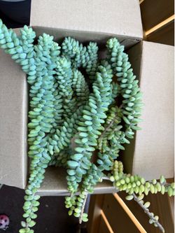 Donkey tail succulent cuttings