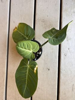 Anthurium villenaorum