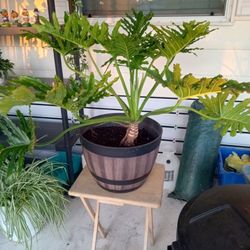 Good Palm, Beautiful Barrel Look Pot, Big Size Barrel Shaped Pot$25 For Just That 