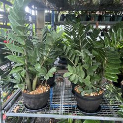 ZZ Plants In 8” Pot. SPECIAL PRICE 🤩