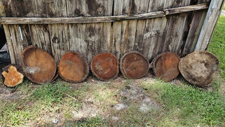 Cedar Cherry And Sycamore Slices