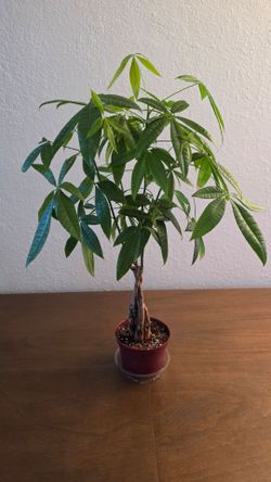 Healthy Braided Money Tree Plant – 28" Tall Indoor Houseplant
