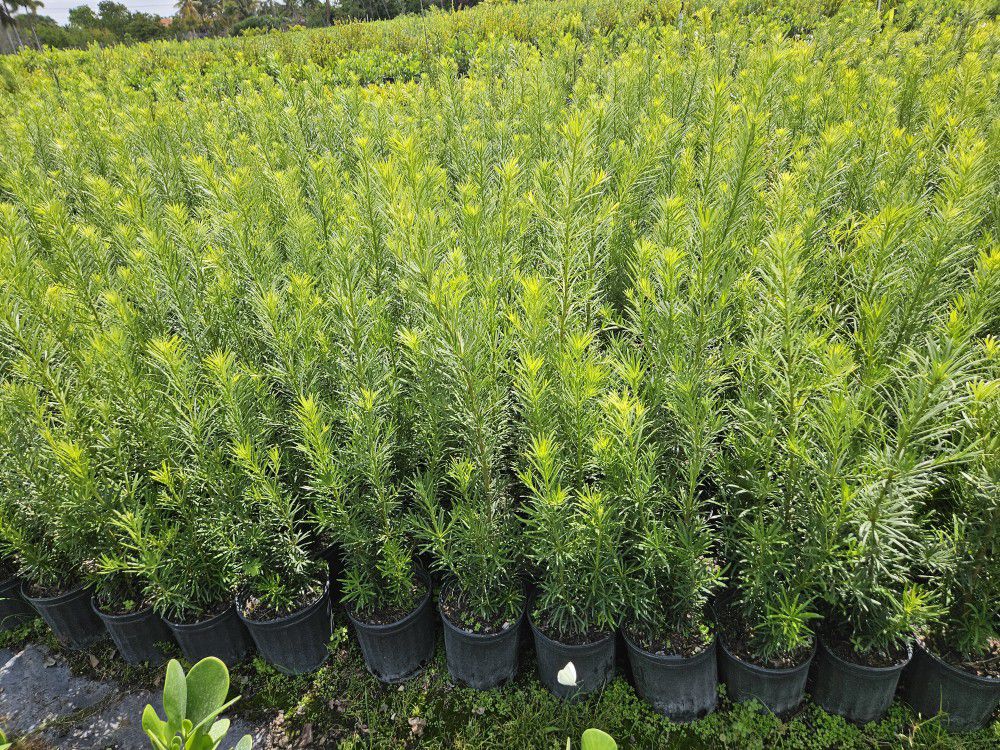 Podocarpus Tall Full Green  Fertilized  Ready For Planting Instant Privacy Hedge  Same Day Transportation 