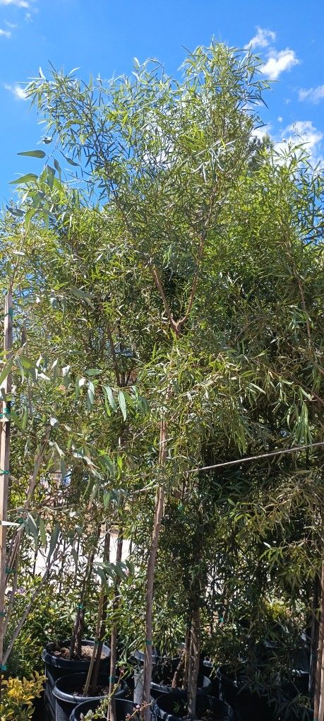 África Sumac Trees. Lawn & Garden