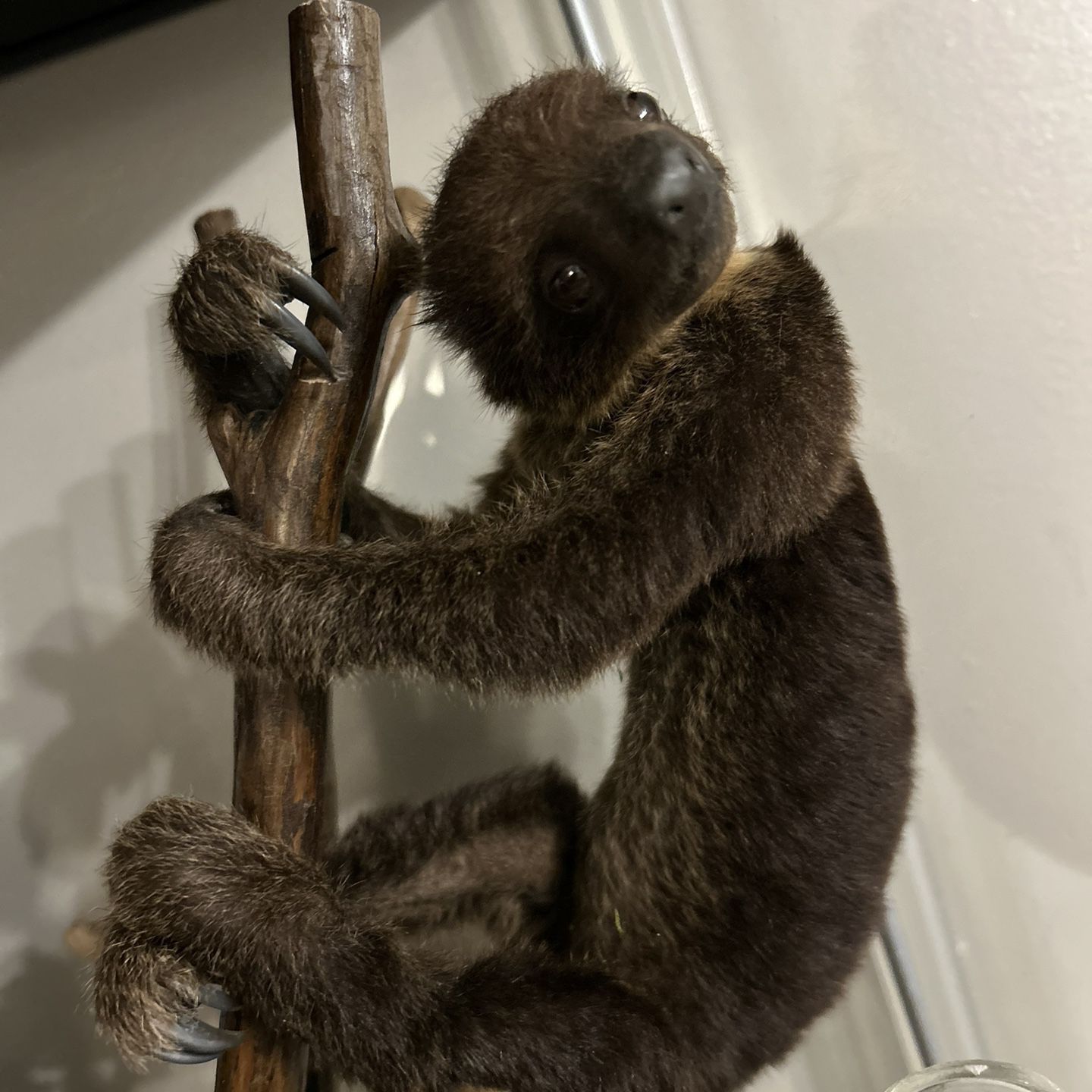 Taxidermy Baby Sloth Best Offer (ignore Price)