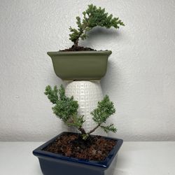 Juniper Bonsai Trees ($12 each )