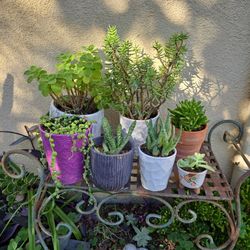 Plants In Small Ceramic Containers 