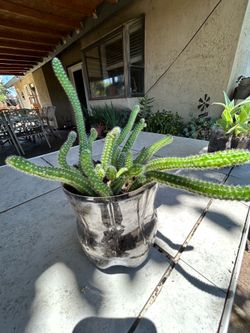 Plant