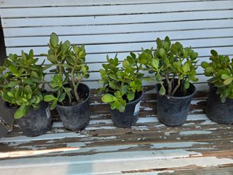 Jade plants