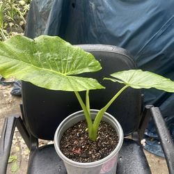 Elefant plant