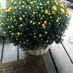 Huge Yellow Chrisanthemum