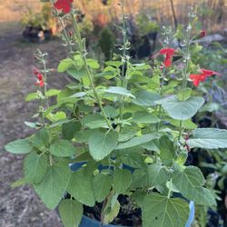 Red Salvia / Scarlet Sage 