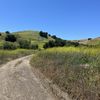 Savanna