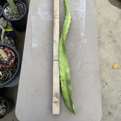 ‘ BRUNI ‘ Dragonfruit cuttings $15 #BDFC02