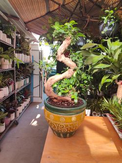 Ginseng Ficus Bonsai Tree