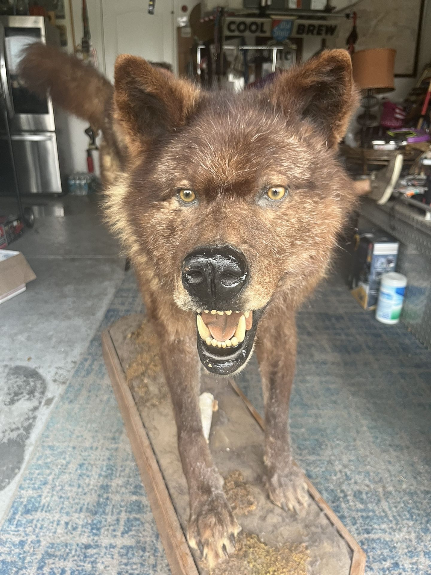 American wolf taxidermy