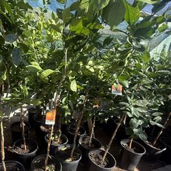 Mandarín Daisy Trees 4 1/2 The Tall $55 Each Price Firm 