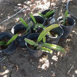 Dragon Fruit Plants 