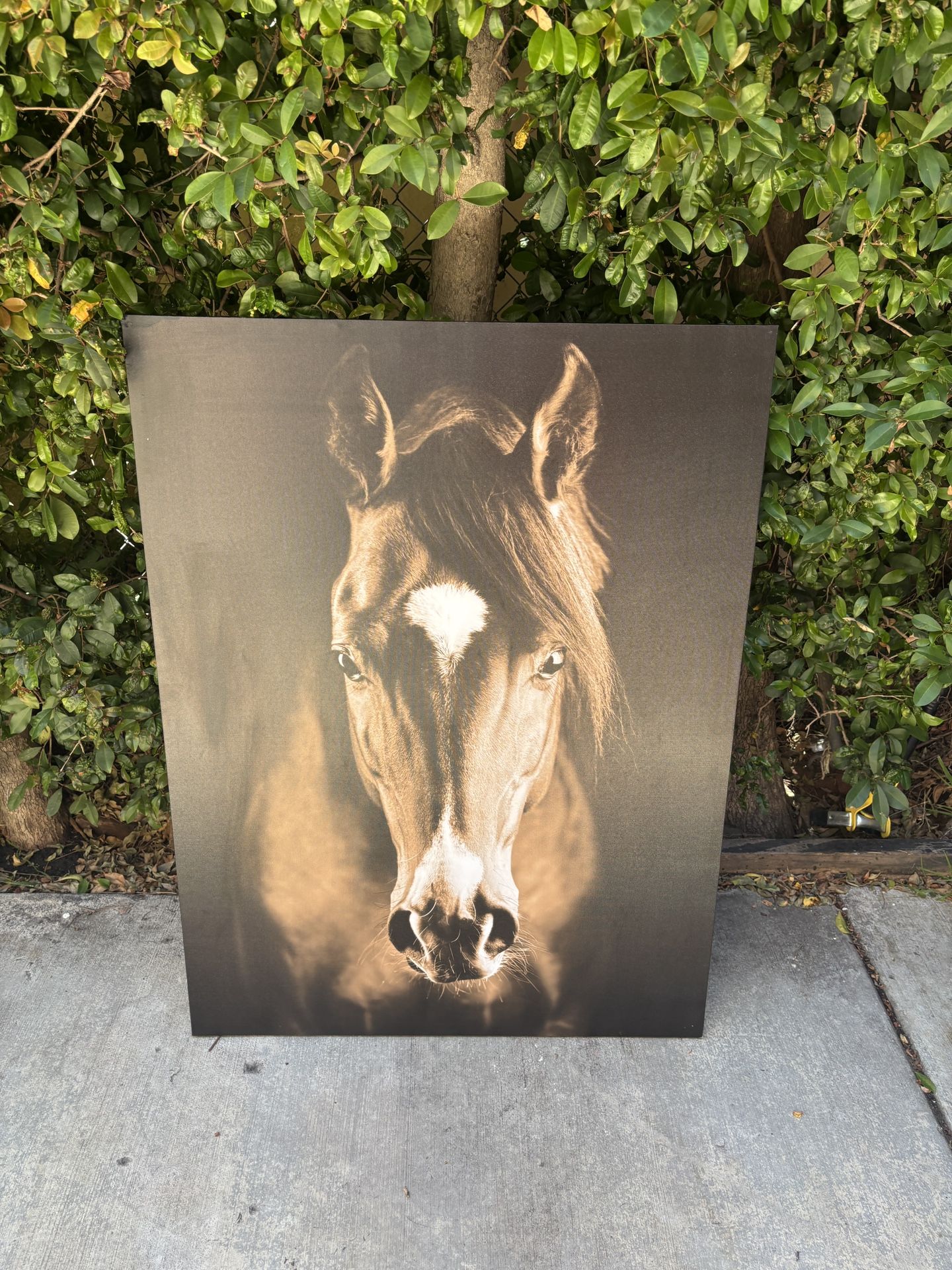 Large Horse Head Equine Canvas Print 40" X 30"