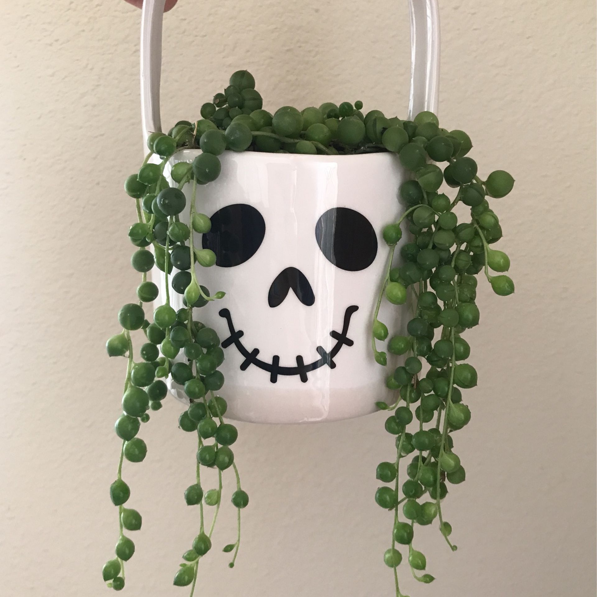 Cute String Of Pearls Succulent Plant In A Face Pot 