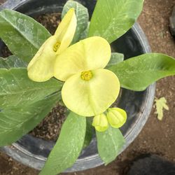 Crown of Christ plant in five gallons yellow large flower $35 Firm Price