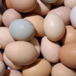 Farm Fresh eggs
