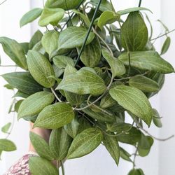 Philodendron Cordatum Heart Leaf Plant 6" Pot - Indoor House Plants