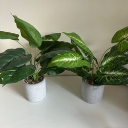 Fake Plants 