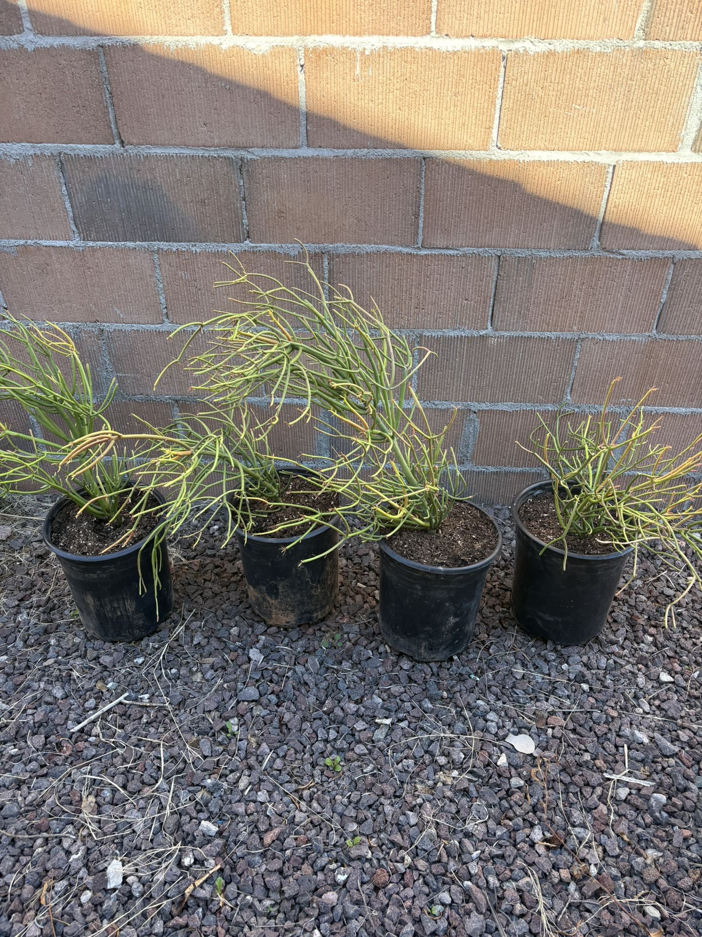 Fire stick Plants / Pencil Cactus 