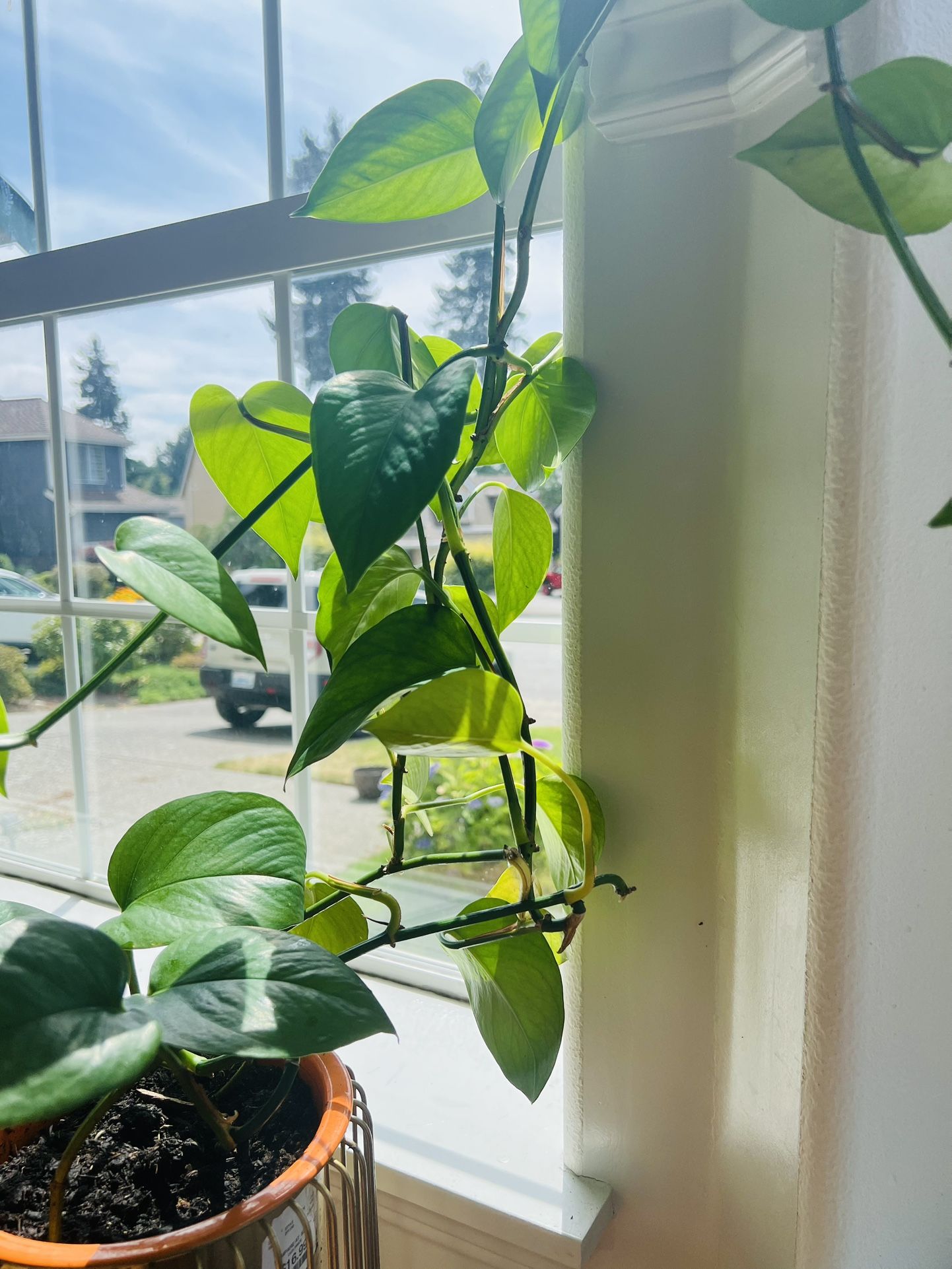 (Pothos plant