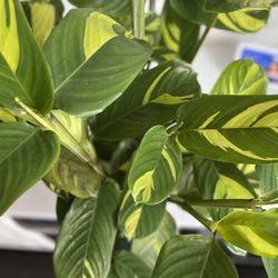 Ctenanthe Lubbersiana Never Plant, 6 Inches Pot