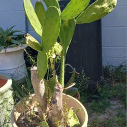 CACTUS  In Pot. 