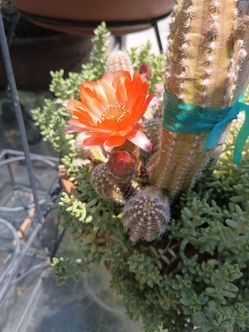 Cactus plant 🧡