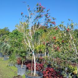 Big Sale Large Oleander Tree On Sale $200