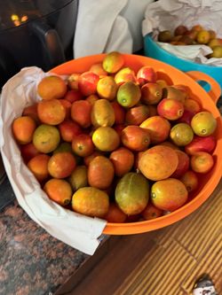 Jocotes de Corona