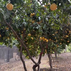 Toronja Rosa Y Lima  Y Naranja Organica 