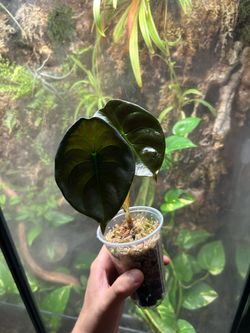 Alocasia Cuprea “Red Secret”