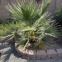 Mexican Palm Tree