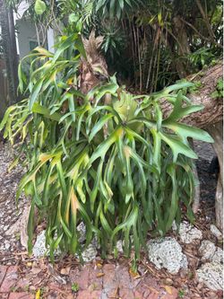 Mature fern plant - planticero