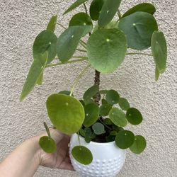 Beautiful Pilea Plant With Pot