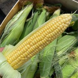 Freshly picked yellow sweet corn/Elotes Dulce 